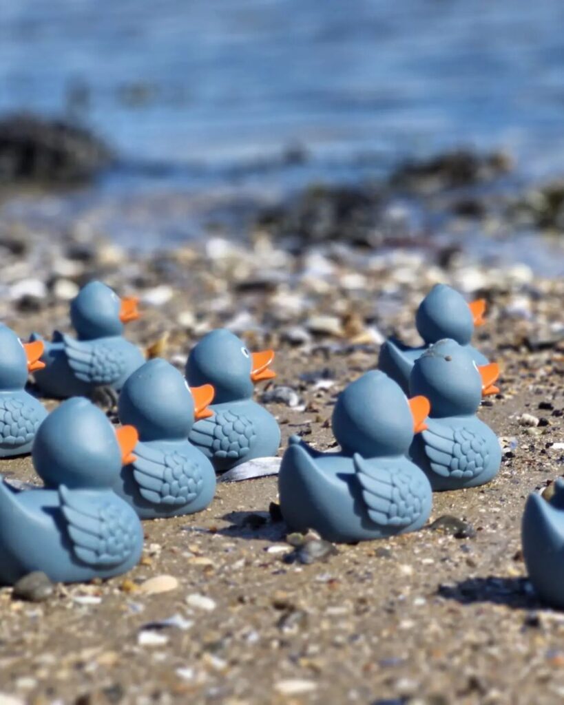 Grey-blue rubber ducks with orange beaks on the shingle shore of the Cromarty Firth